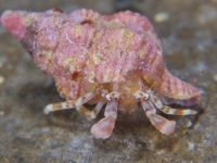 Pagurixus carinimanus ꌧ t@_CrO