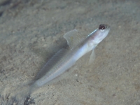 XpOhVvSr[ Spangled Shrimpgoby